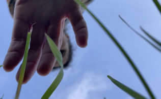 hand reaching towards grass of lawn